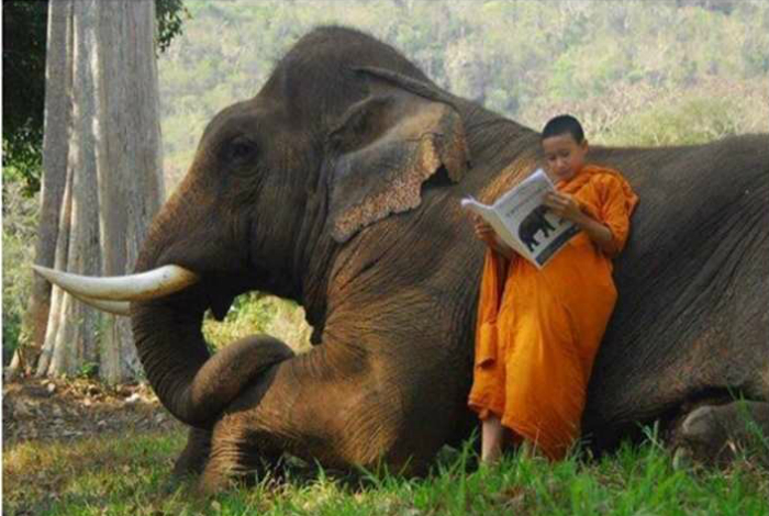 Инструкция по эксплуатации слона.