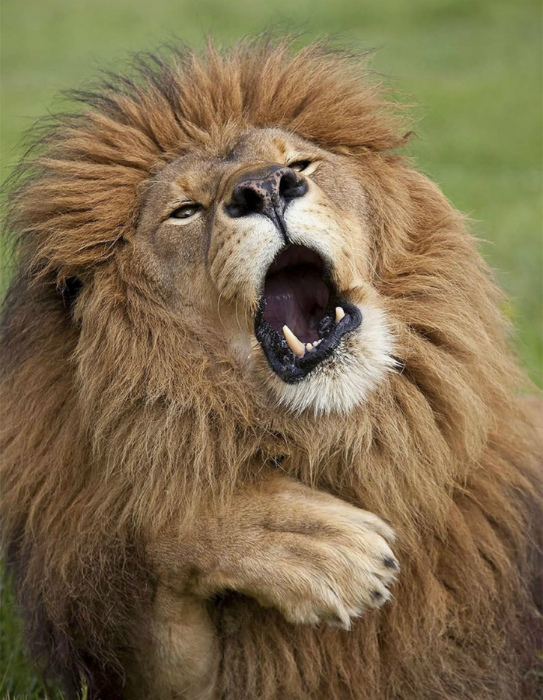 Зевающий лев.