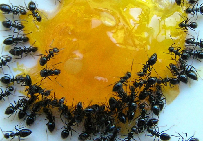 Защита продуктов от муравьев. | Фото: megatulpan.ru.