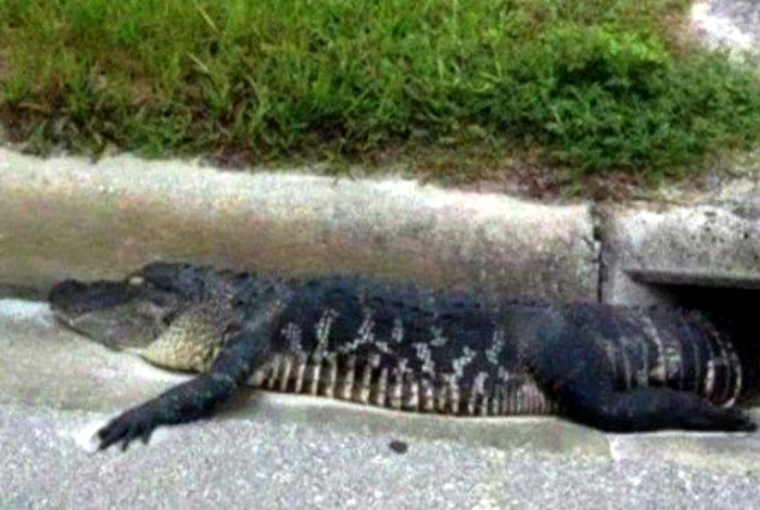 Симпатичный крокодильчик. | Фото: Телеграф.