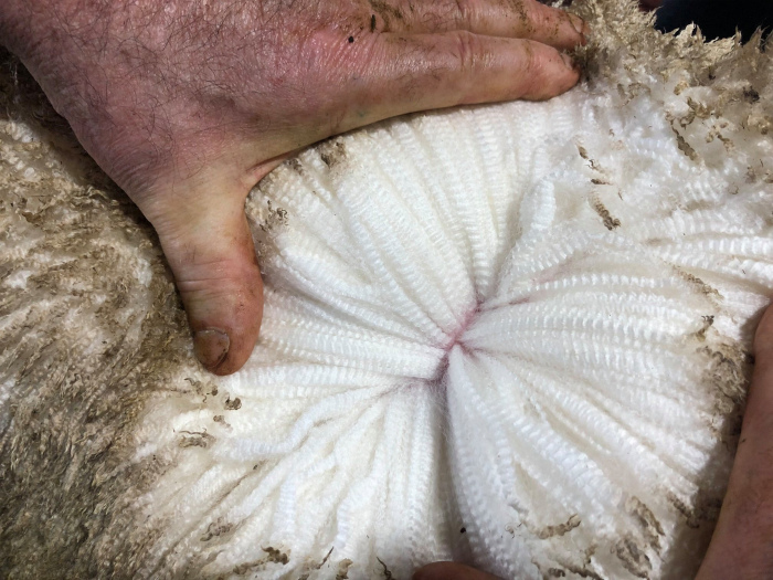 Овца с гофрированной шерстью. | Фото: Reddit.