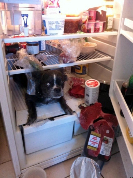 Пес в холодильнике.