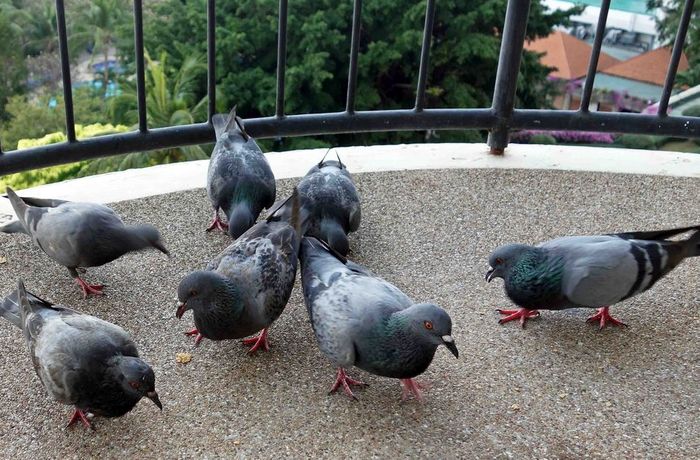 Как защитить балкон от голубей: пошаговая инструкция + видео