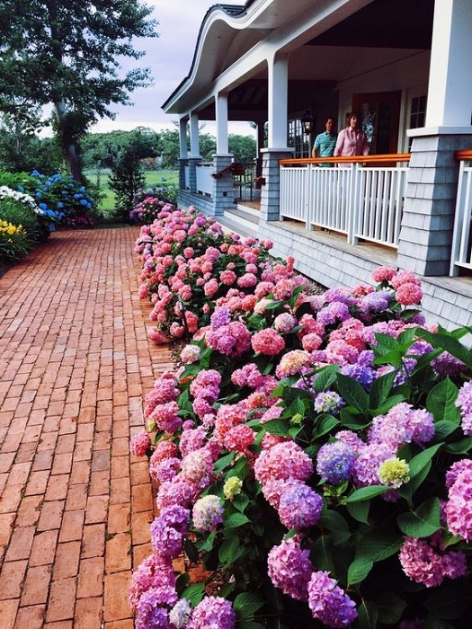 Украсить парадных вход в дом возможно при помощи высадки ряда прекрасных цветов, например, гортензий.
