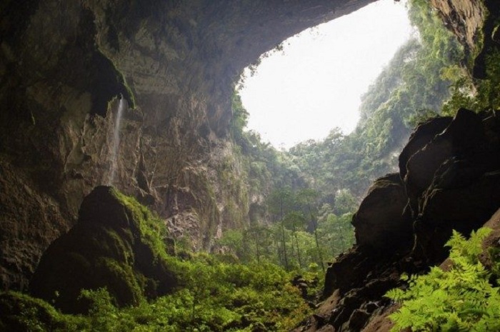 Лес пещеры Шондонг, Вьетнам.