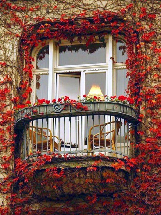 Очень красивый открытый балкон, который стал таковым благодаря красным эффектным листьям.