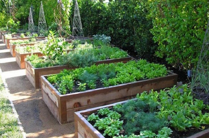 Очень удобно посадить овощи по мере их созревания, что сделаем более практичным работу в саду.