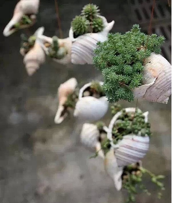 Множество гирлянд выполненных из ракушек с интересными растениями.