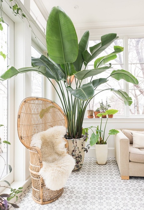 Гигантское растение в интерьере может стать центром любой комнаты и позволит создать оптимальное ощущение свободы в быту.