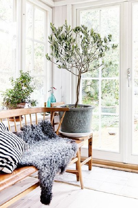 Симпатичное оливковое дерево подойдет в том случае если оформить комнату в скандинавском стиле.