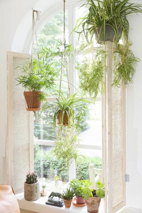 Подоконник - отличное место для растений, любящих тепло и свет. 