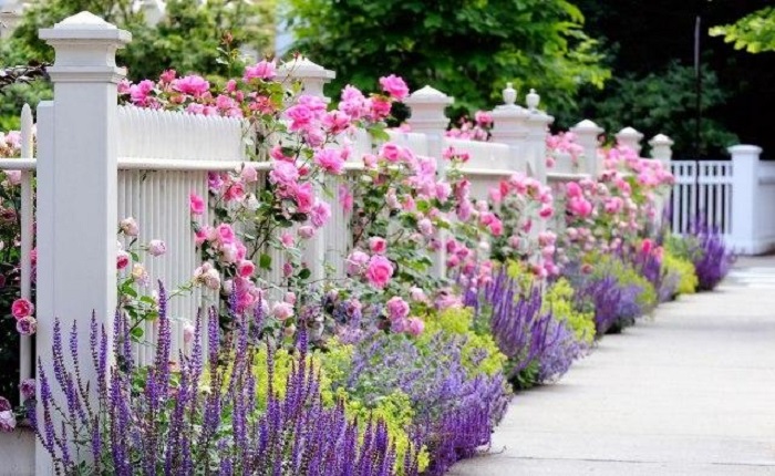 Вьющиеся розы украшают забор, который прекрасно гармонирует с ландшафтным дизайном участка. 