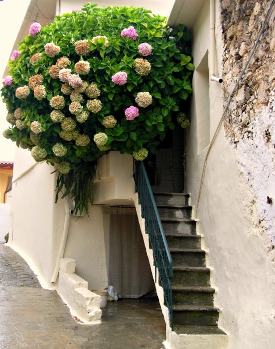 Некрасивый балкон можно прикрыть необыкновенной и пышной растительностью. 