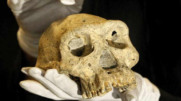 Один из пяти черепов, обнаруженных в Дманиси