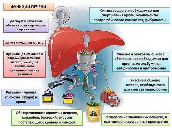 Лекарственное и токсическое поражение печени - симптомы и лечение в Москве