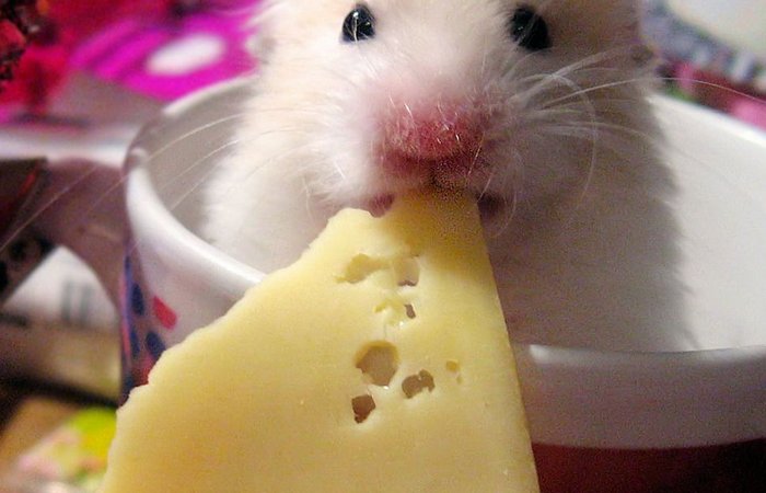 Были с «ароматом сыра», стали с «запахом белки»... ну, или мыши.