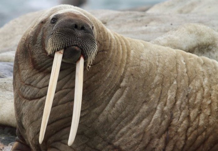 Бивни гренландских моржей как повод для древей «золотой лихорадки»
