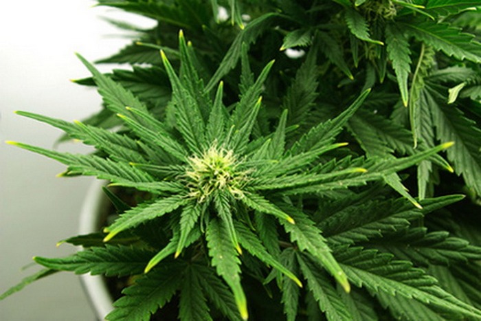 Смертельная доза марихуаны - 650 кг «весёлой травы».