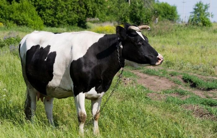 Древние коровы были не такие. /Фото: fermilon.ru.