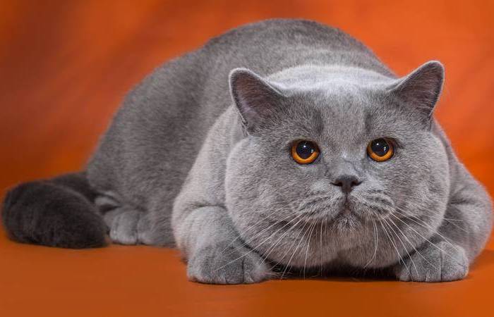 10 «недостатков» британских кошек, о которых часто умалчивают заводчики