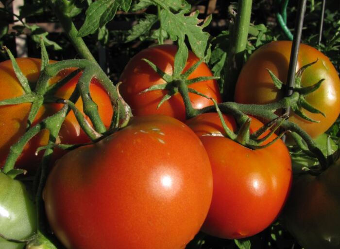 Отличные томаты. /Фото: multiurok.ru.