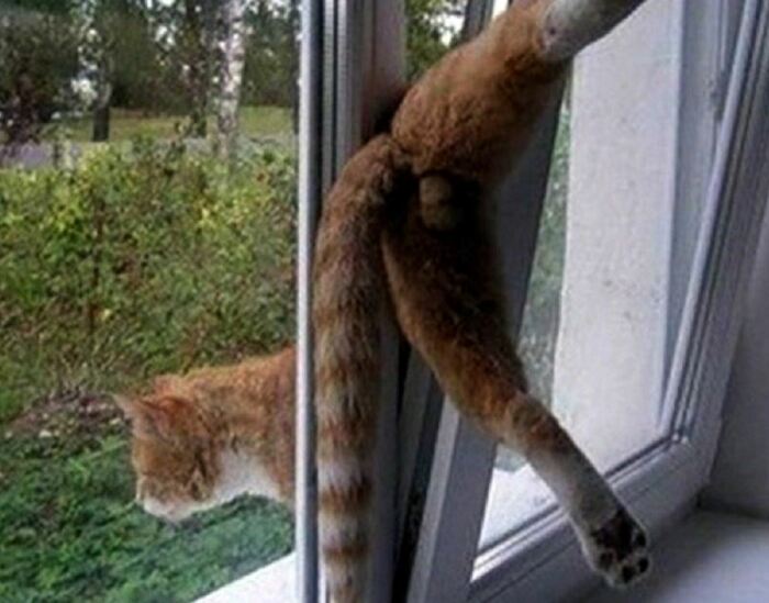 Не оставляйте так окна, кот может застрять. /Фото: interesnoznat.com.