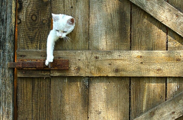 Коты залазят куда угодно. /Фото: mylove.ru.