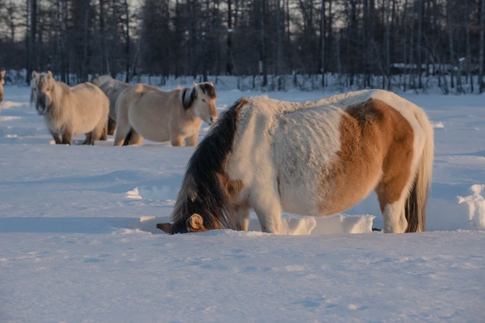 Может находить еду под снегом. /Фото: nat-geo.ru.
