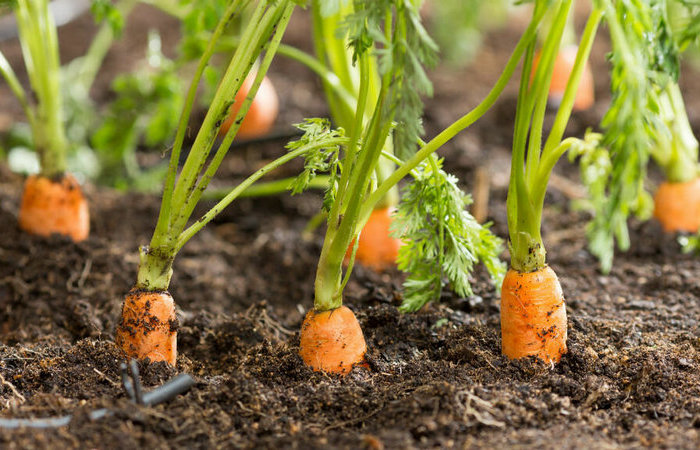 Морковь – как и когда сажать в 2024 году?