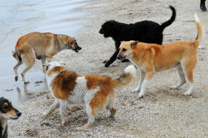 Увы, бродячие собаки это проблема. /Фото: gazetapik.ru.