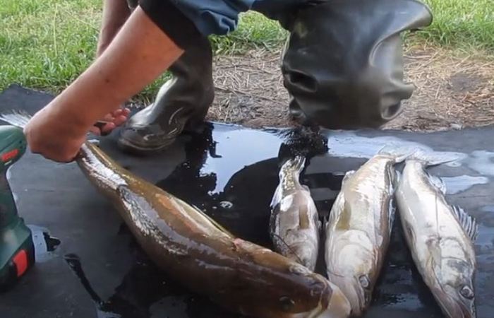 Как почистить рыбу, чтобы чешуя не разлеталась?