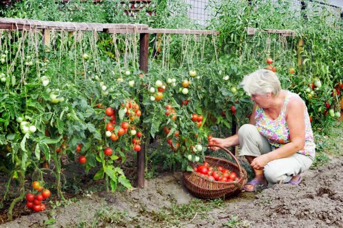 Высаживаем томаты. /Фото: plodogorod.com.