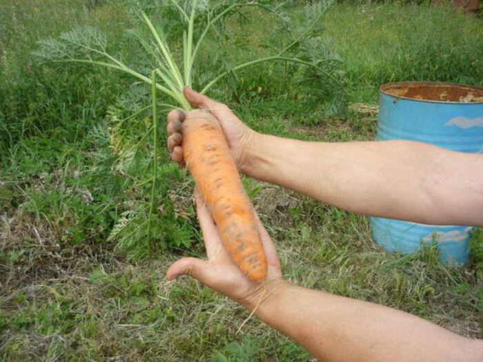 Урожай морковки собран? Пора законсервировать. /Фото: rekvartira.ru.