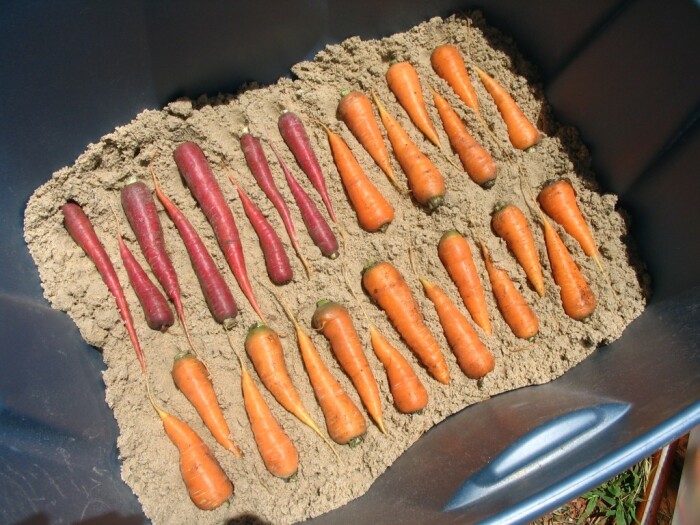 Лучше, чтобы между морковкой было какое-то расстояние. /Фото: sdelai-lestnicu.ru.