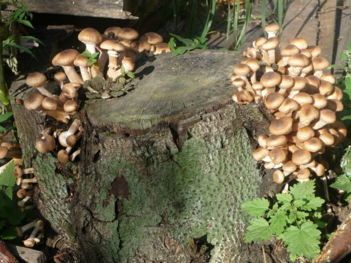 Из пня можно сделать ферму грибов. /Фото: sdelai-lestnicu.ru.