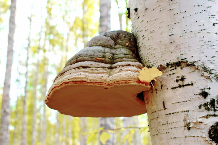 Виной всеми древесные грибы. /Фото: fotokto.ru.