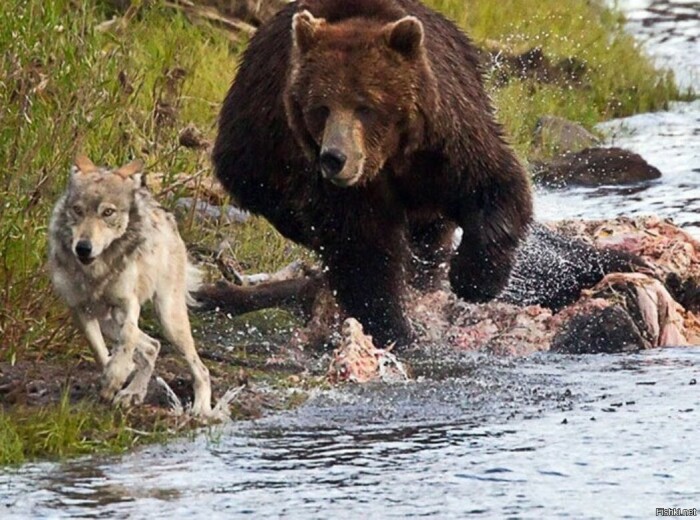 Волки обходят медведей. /Фото: m.fishki.net.