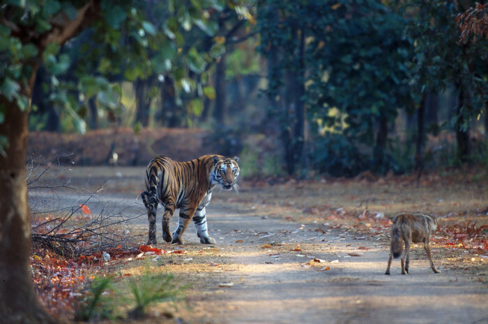 Тигр - опасный противник. /Фото: flickr.com.