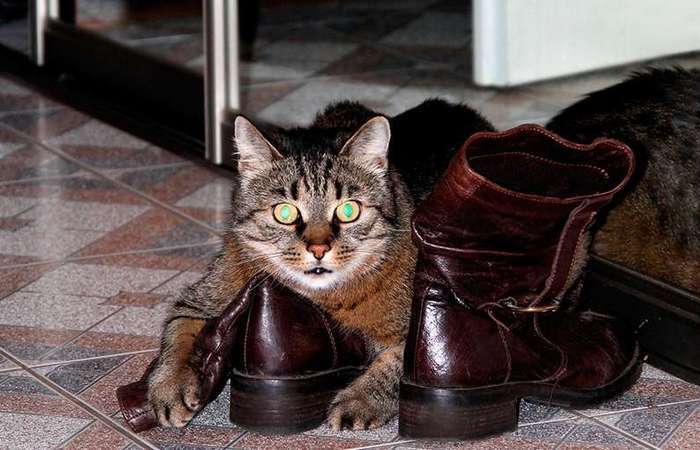 Как избавиться от «кошачьего» запаха, если питомец пометил обувь