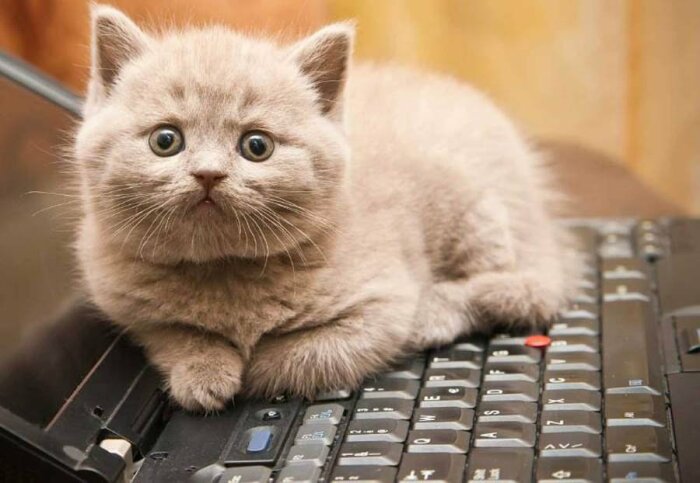 По этой же причине коты любят работающую технику. /Фото: kot-pes.com.