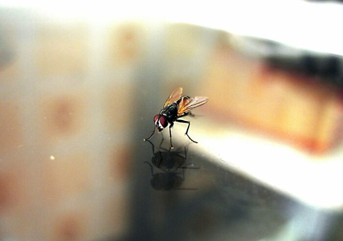 Когда муха летит, она не понимает, что перед ней стекло. |Фото: womanel.com.