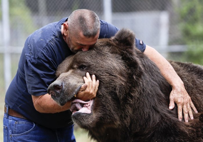 Медведь зверь опасный, даже если ручной. /Фото: yandex.by.
