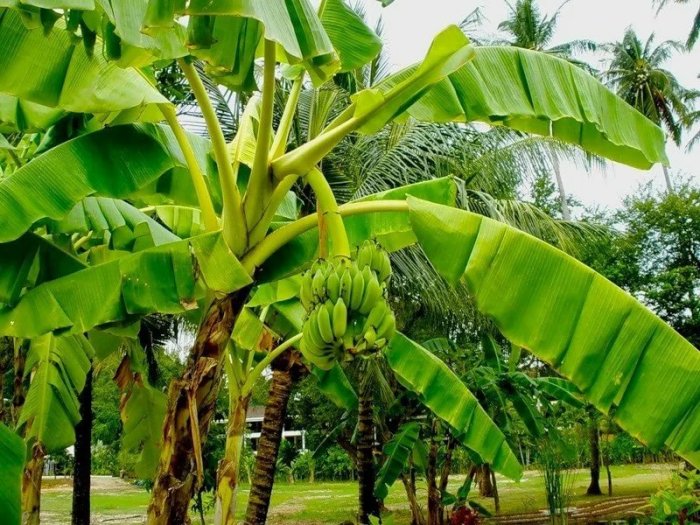 Банановая пальма. | Фото: yandex.com.