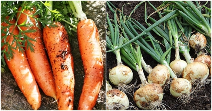 Полезное соседство: В каком порядке сажать овощи, чтобы они дали отменныйурожай