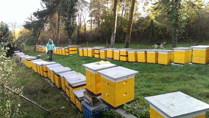 Зачем пчелам нужны в улье дармоеды и бездельники трутни. / Фото: ru.agroday.com.ua