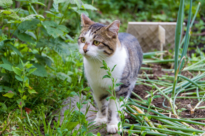 Кофейная гуща поможет отвадить котов от сада и огорода. \ Фото: bing.com.