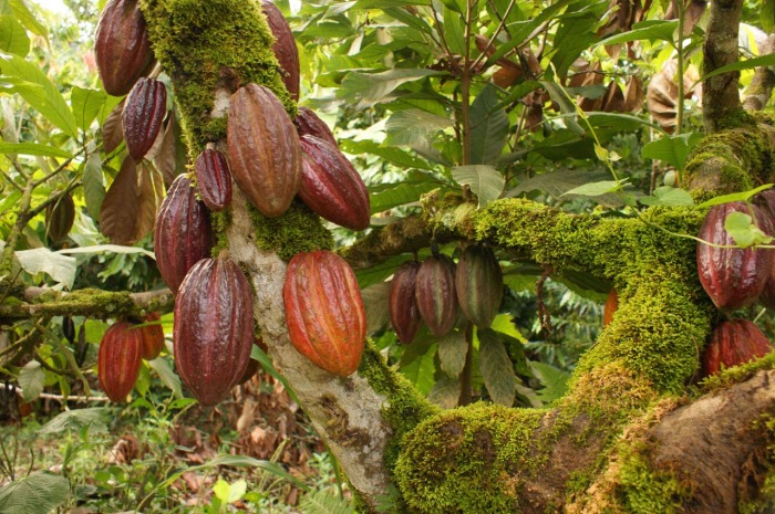 Невероятно ценные бобы какао. \ Фото: google.com.