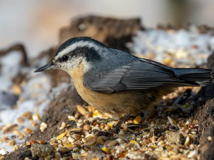 Кормушка для птиц из пня- отличная идея. \ Фото: assiniboinepark.ca.