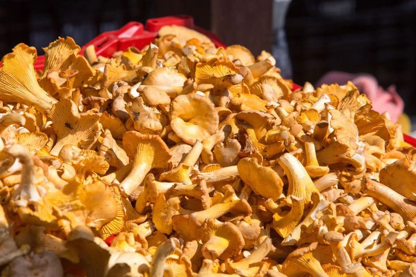 Чистка лисичек - дело не простое.