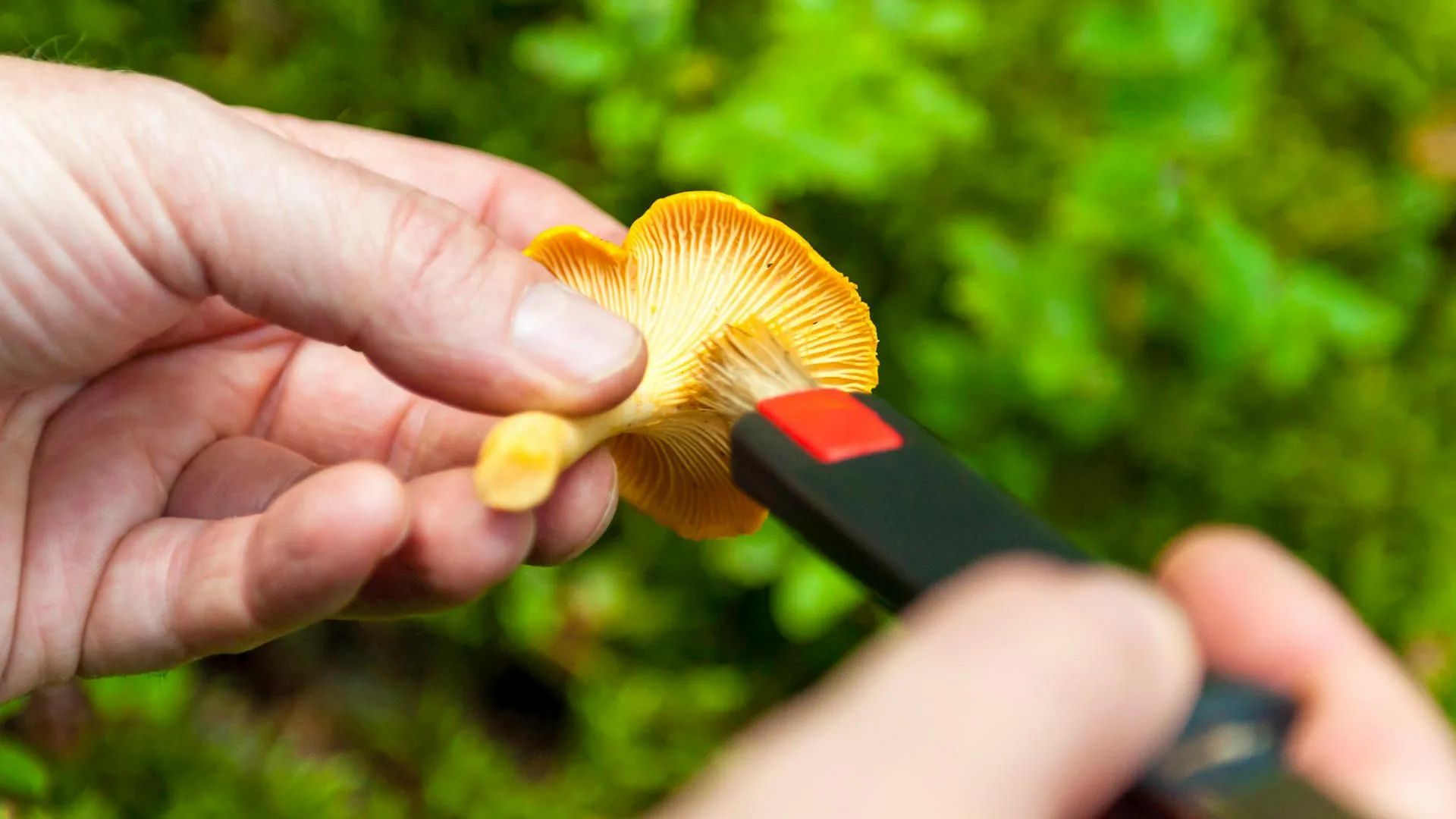 Для чистки подойдёт либо специальная щёточка, либо кисточка.